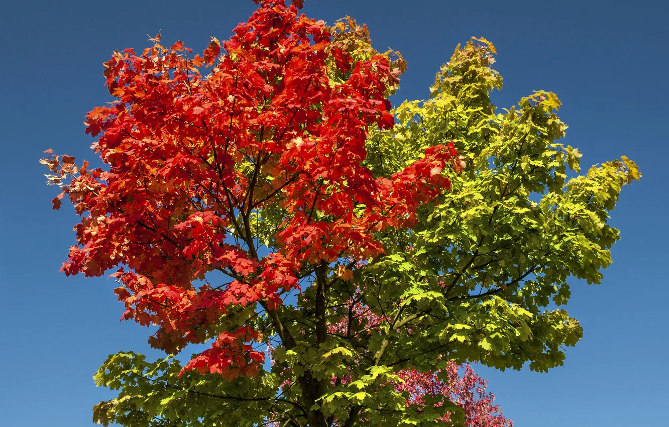 Фото обои осень, небо, листья, ветки, дерево, багрянец