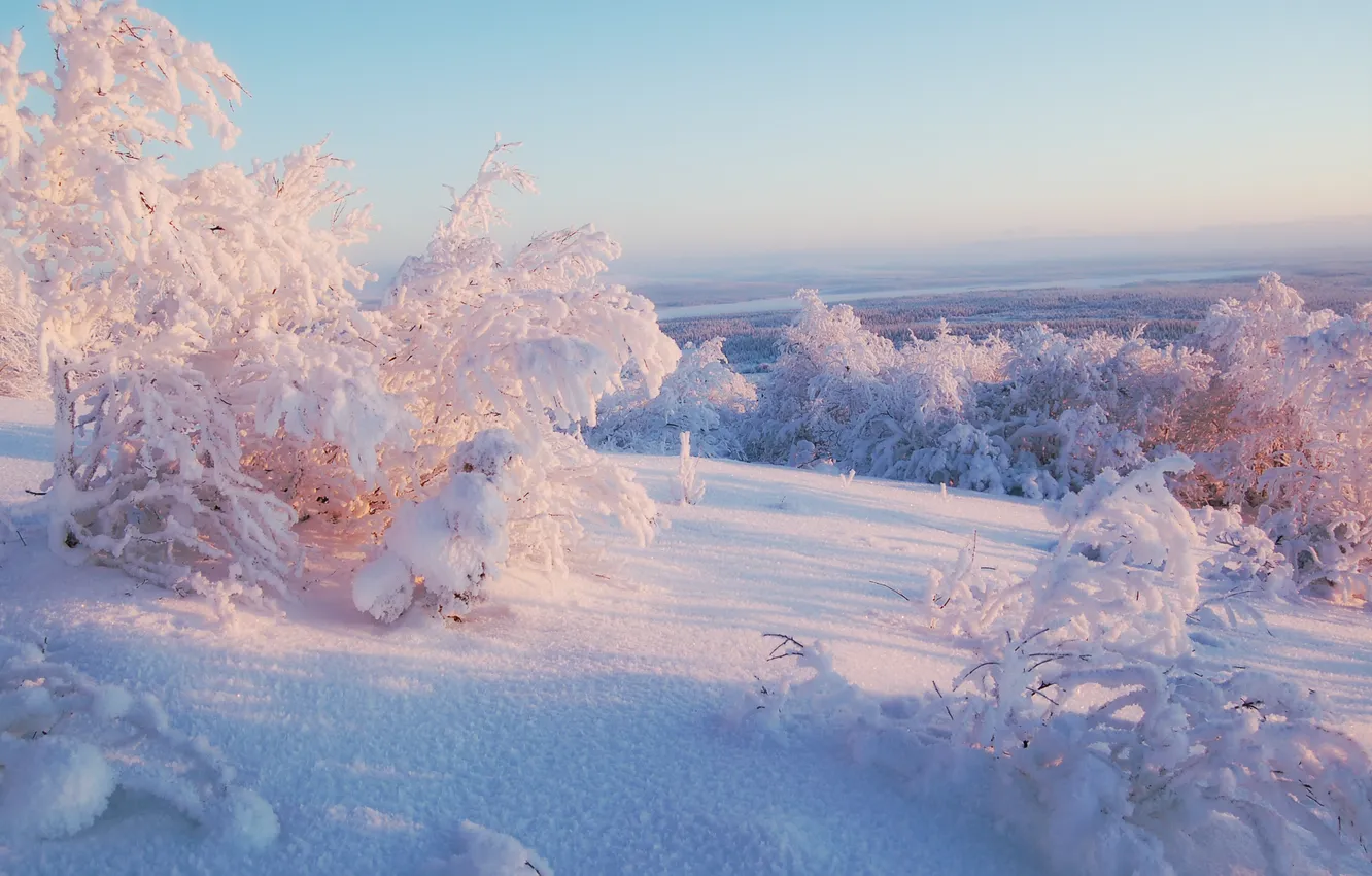 Фото обои зима, снег, деревья, север