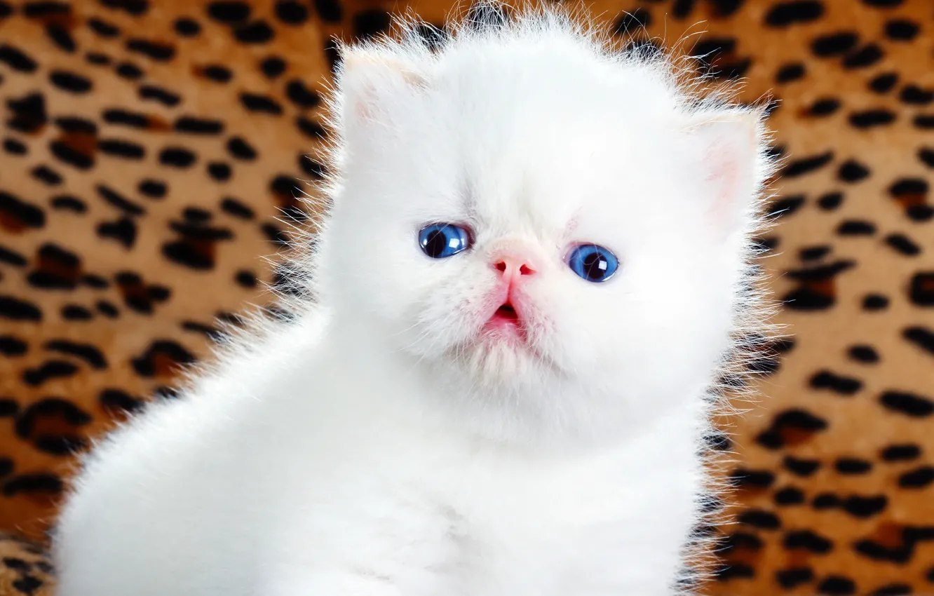 Фото обои кошка, белый, взгляд, котенок, фон, розовый, глазки, пушистый