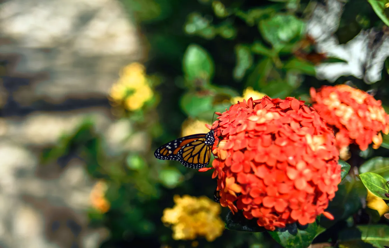 Фото обои цветок, оранжевый, зеленый, green, бабочка, сад, flower, butterfly