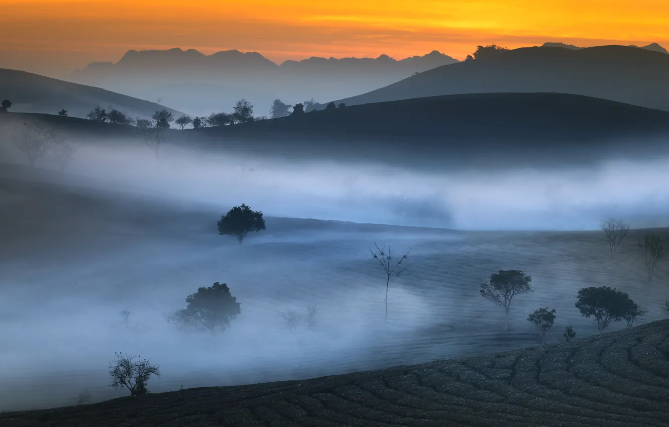 Фото обои горы, туман, утро, чайная плантация
