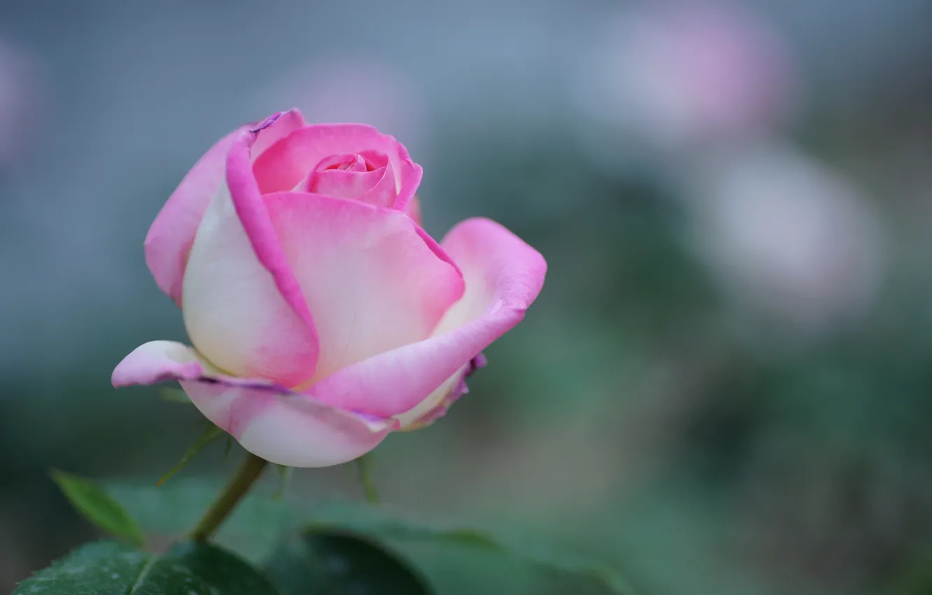 Фото обои цветок, природа, розовая, роза, фокус