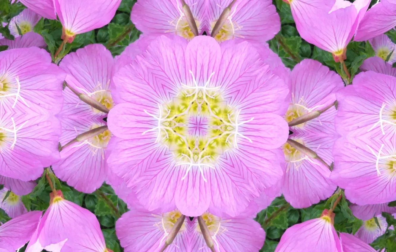 Фото обои цветы, отражение, лепестки, симметрия, калейдоскоп