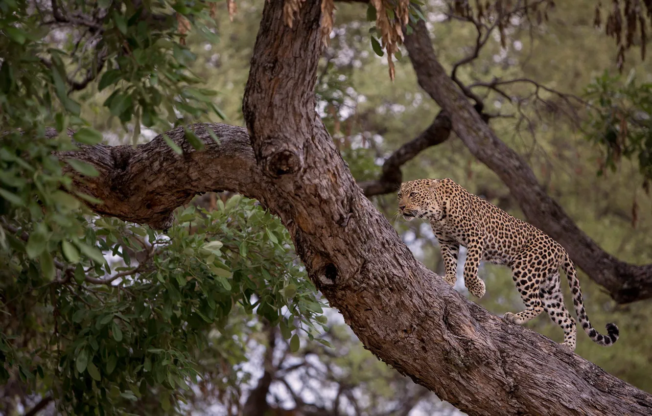 Фото обои дерево, хищник, леопард