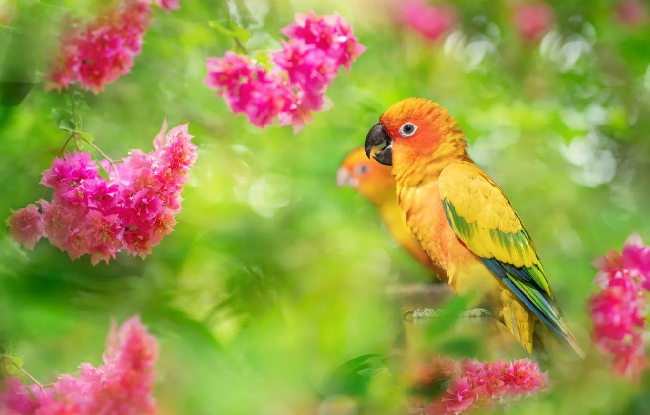 Фото обои птицы, природа, тропики, листва, попугаи, парочка, соцветия, FuYi Chen