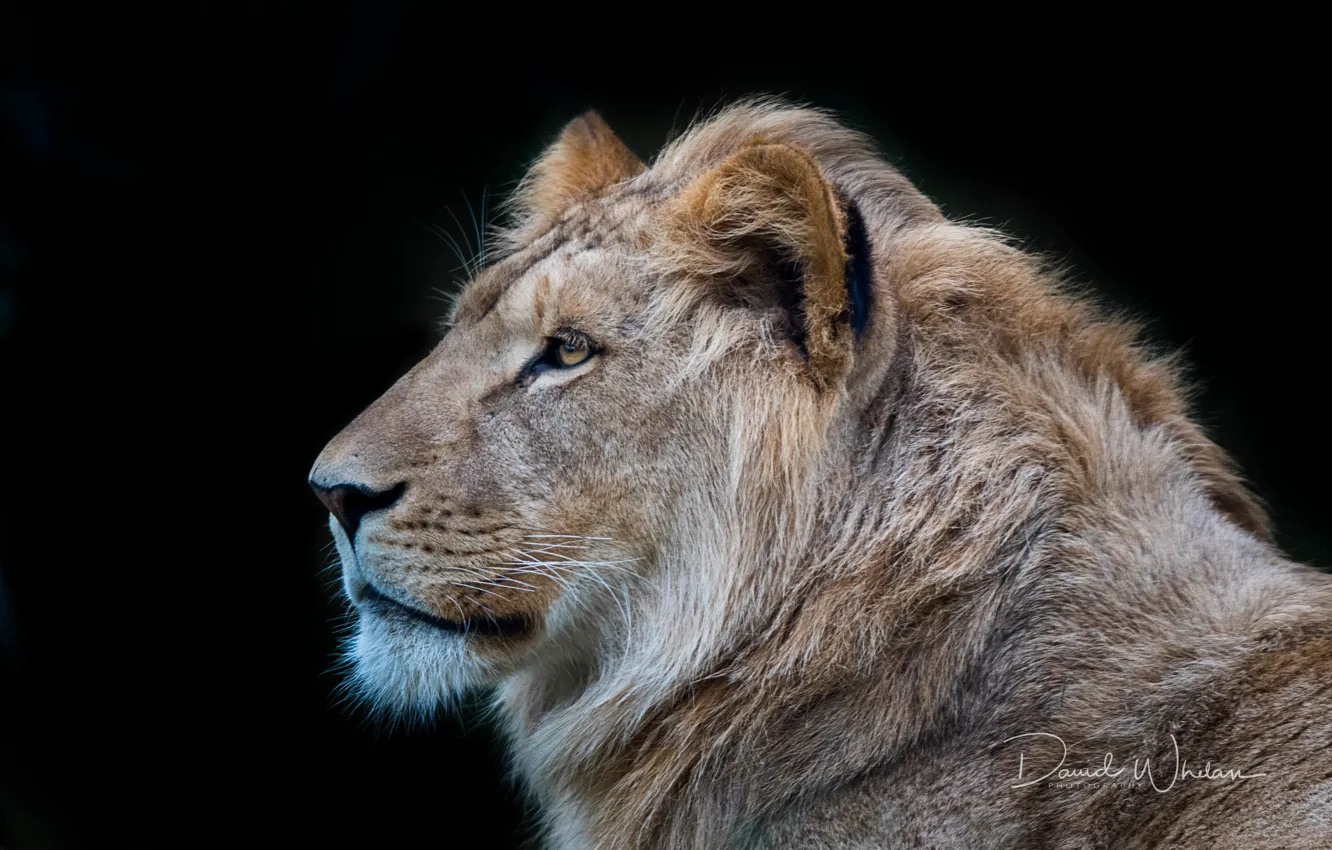 Фото обои лев, царь, зверь