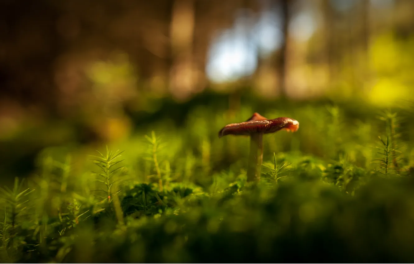 Фото обои зелень, лес, трава, макро, гриб, боке
