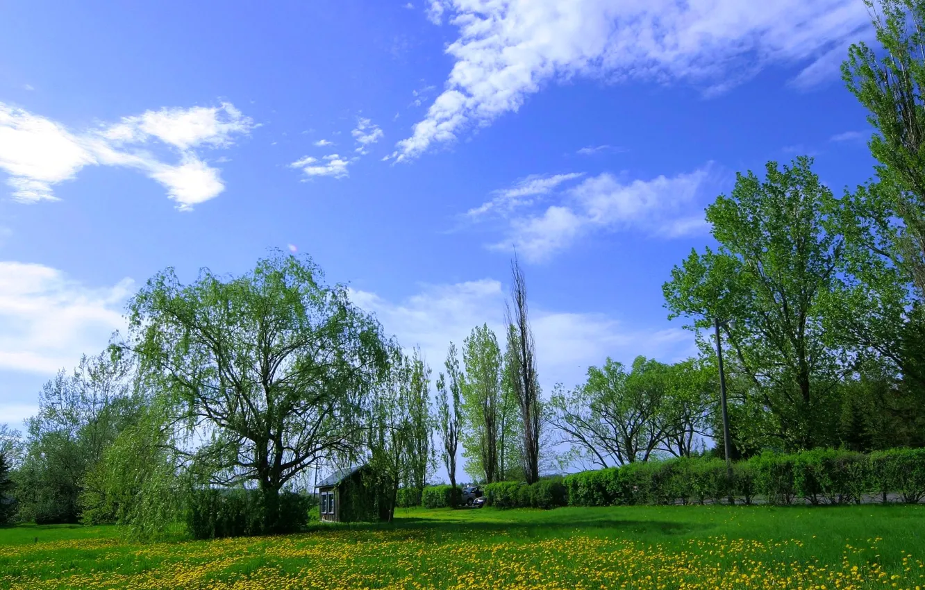 Фото обои небо, трава, облака, деревья, цветы, луг, домик, одуванчики