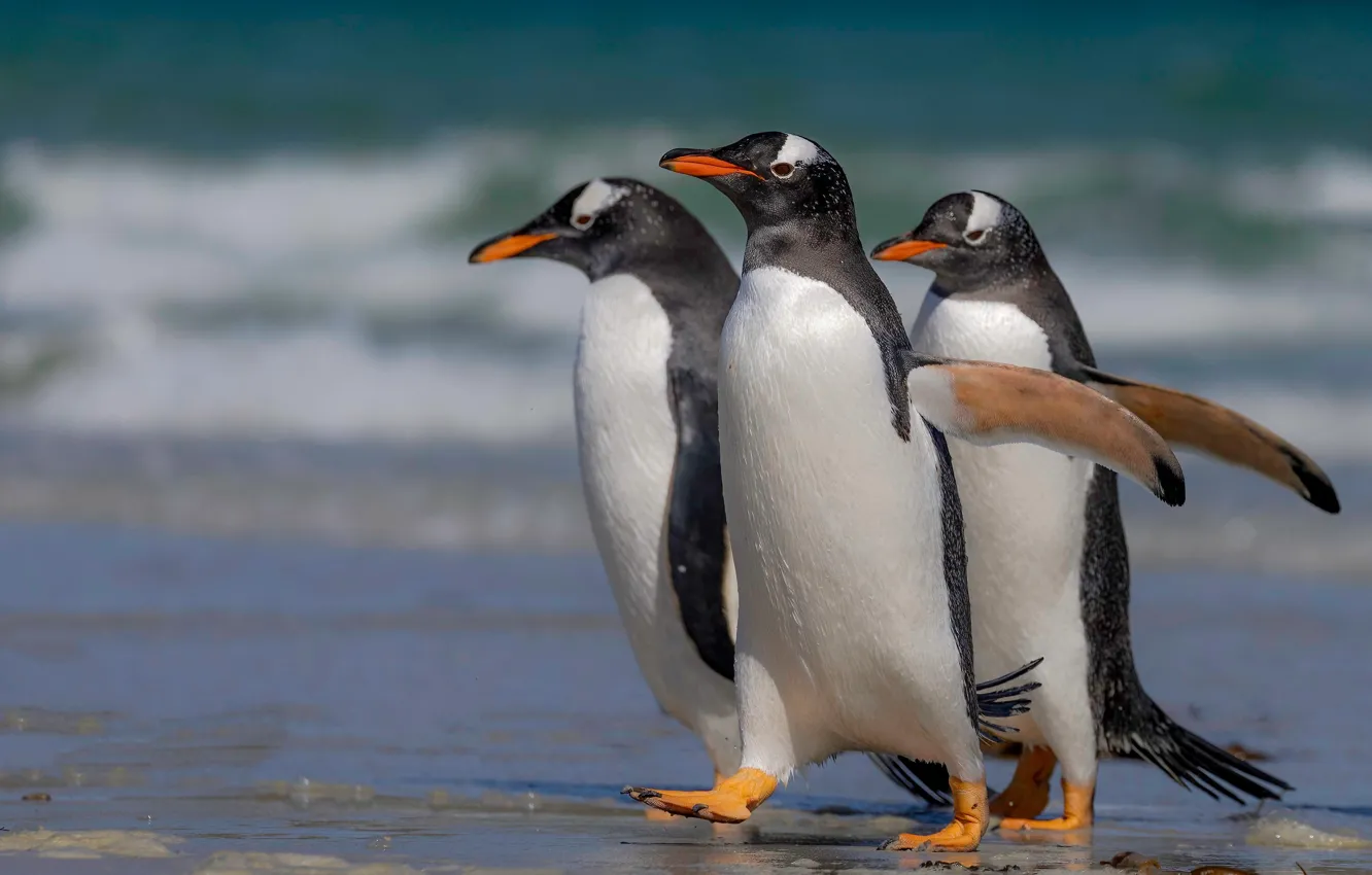 Фото обои птицы, океан, пингвины, трио, троица, Папуанский пингвин