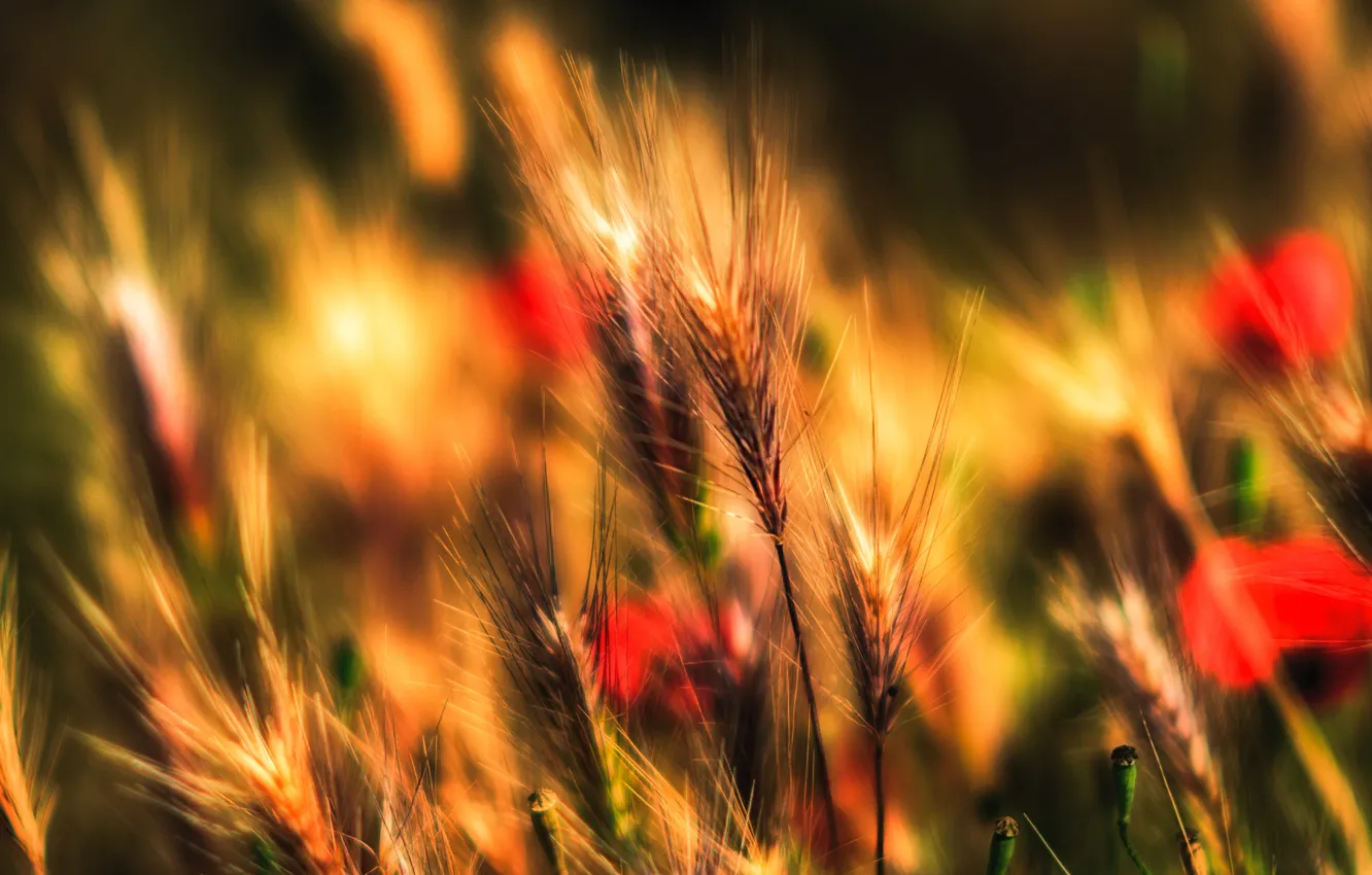 Фото обои поле, осень, трава, растение, луг