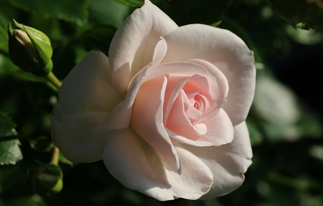 Фото обои Роза, Rose, Боке