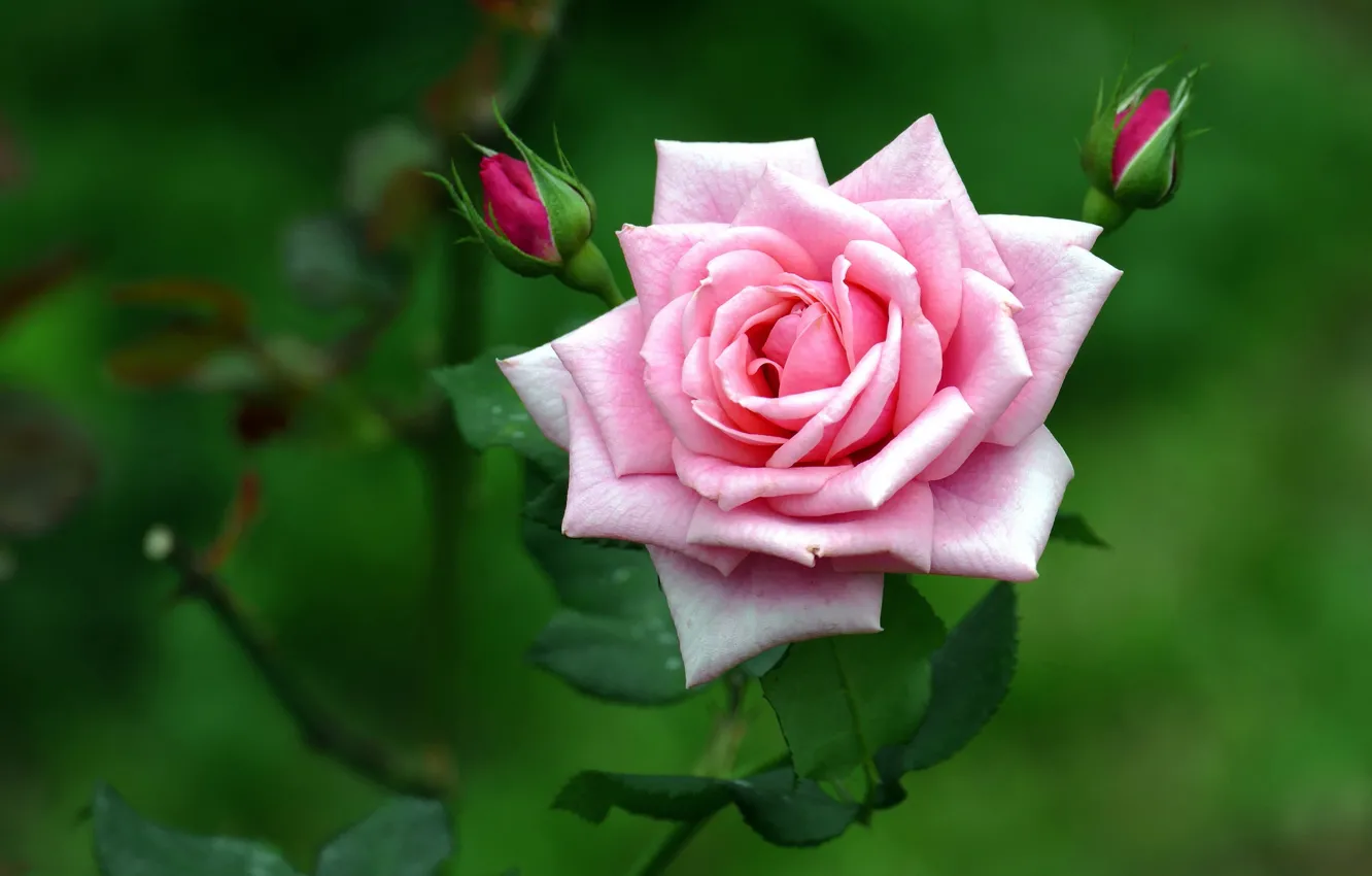 Фото обои розовый, роза, лепестки