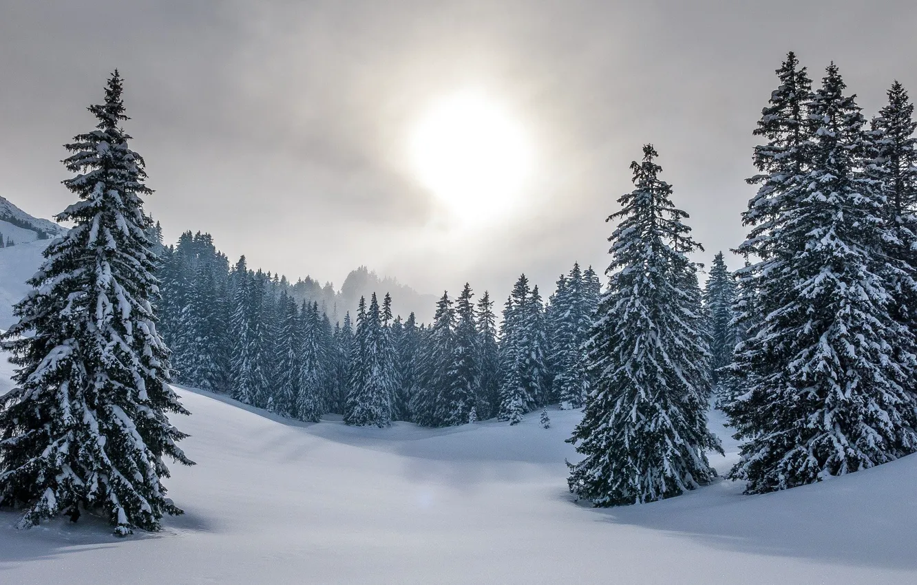 Фото обои зима, лес, небо, снег, природа, елки
