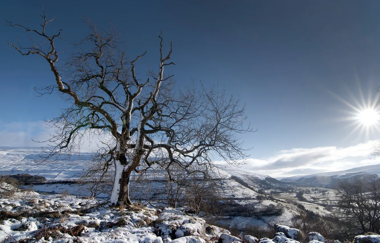 Фото обои зима, небо, пейзаж, дерево