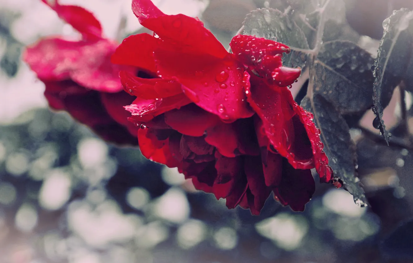 Фото обои листья, капли, макро, цветы, роза, красота, красная