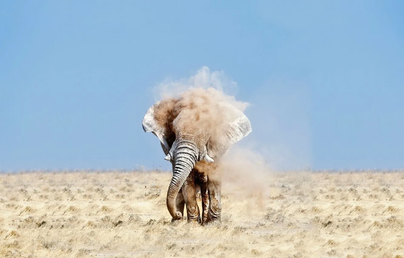 Фото обои песок, пустыня, слон, пыль