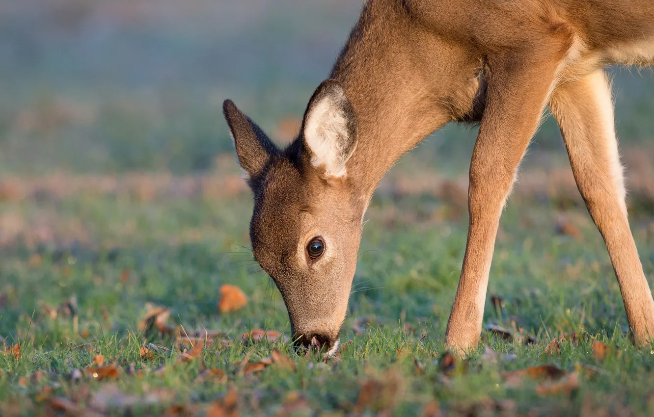 Фото обои grass, deer, wildlife, eating, feed, little deer