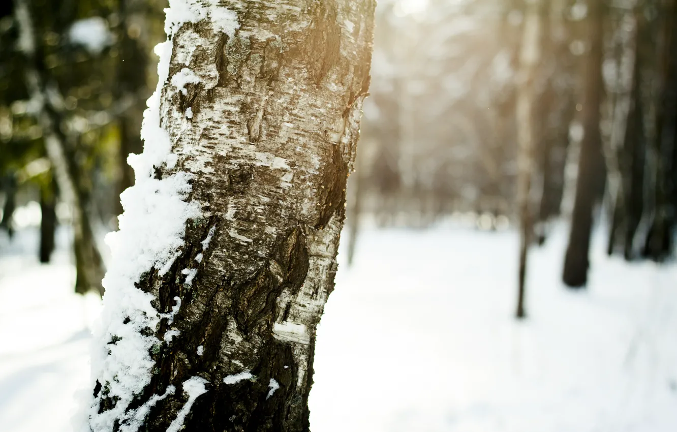 Фото обои зима, солнце, снег, Дерево, береза, кора