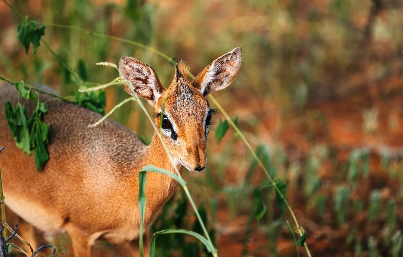 Фото обои forest, little, deer, curious, dik dik