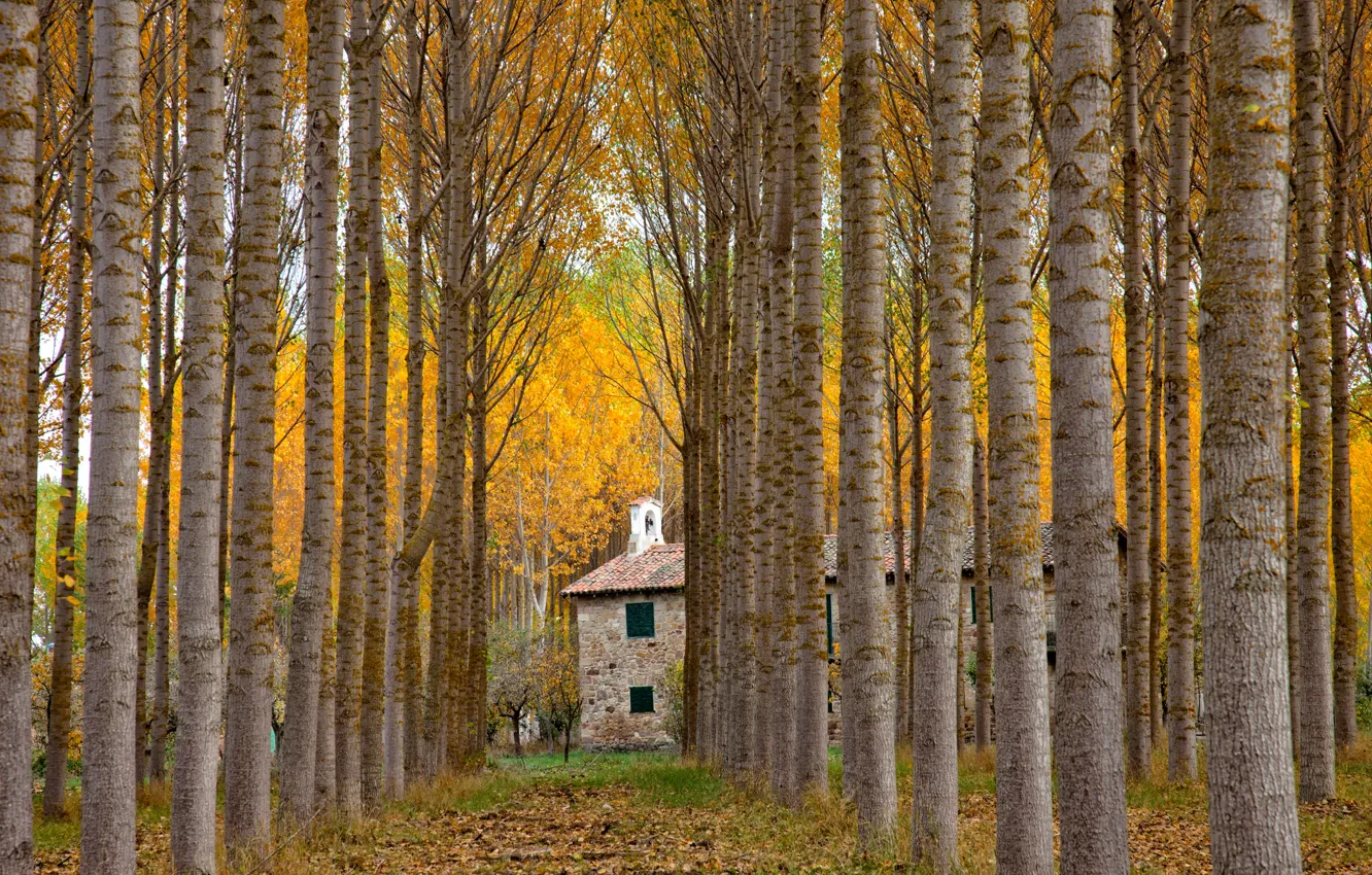 Фото обои осень, аллея, Испания