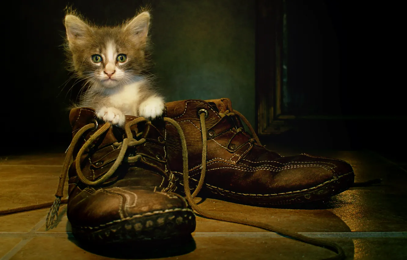 Фото обои кошка, фон, ботинки