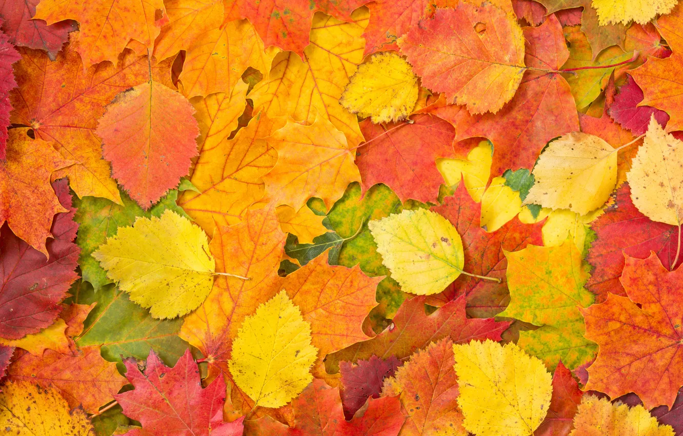 Фото обои фон, autumn, leaves, осенние листья