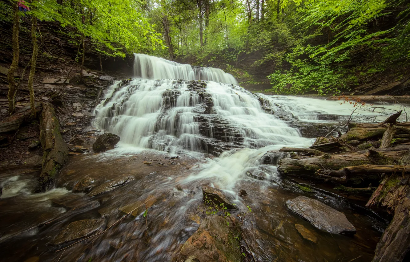 Фото обои лес, водопад, коряга, Пенсильвания, каскад, Pennsylvania, Ricketts Glen State Park, Парк штата Рикетс Глен