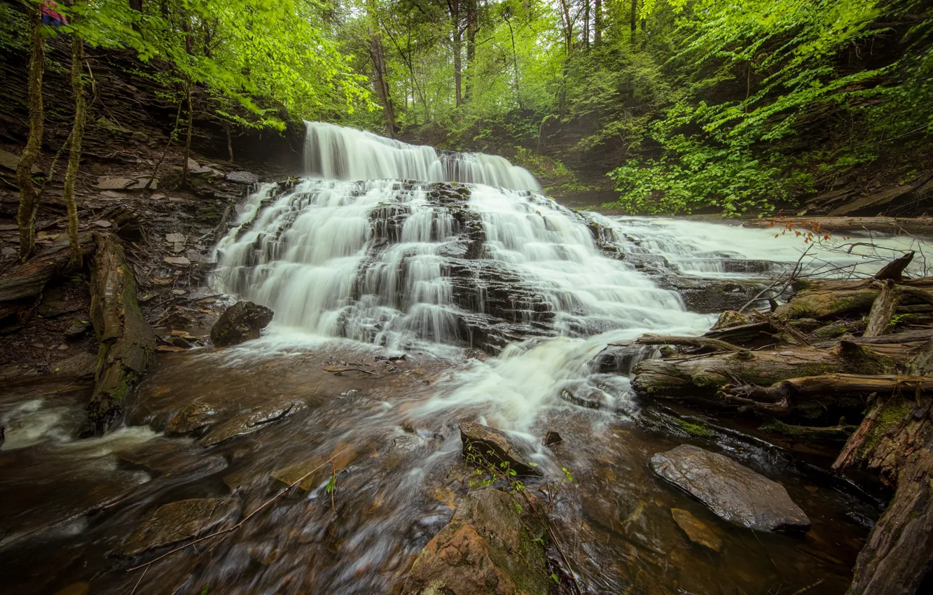 Фото обои лес, водопад, Пенсильвания, каскад, коряги, Pennsylvania, Ricketts Glen State Park, Парк штата Рикетс Глен