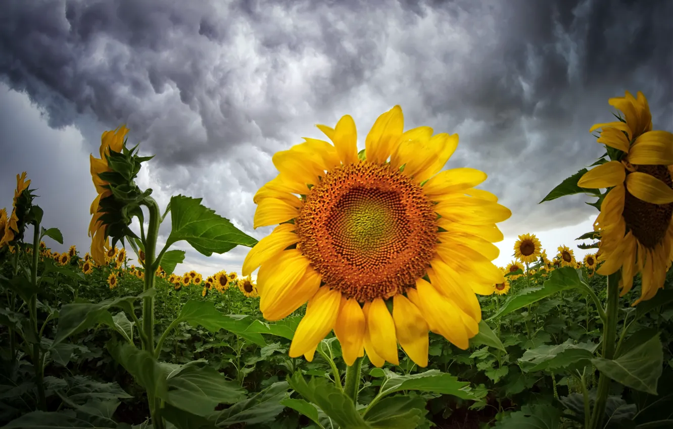 Фото обои лето, подсолнухи, природа