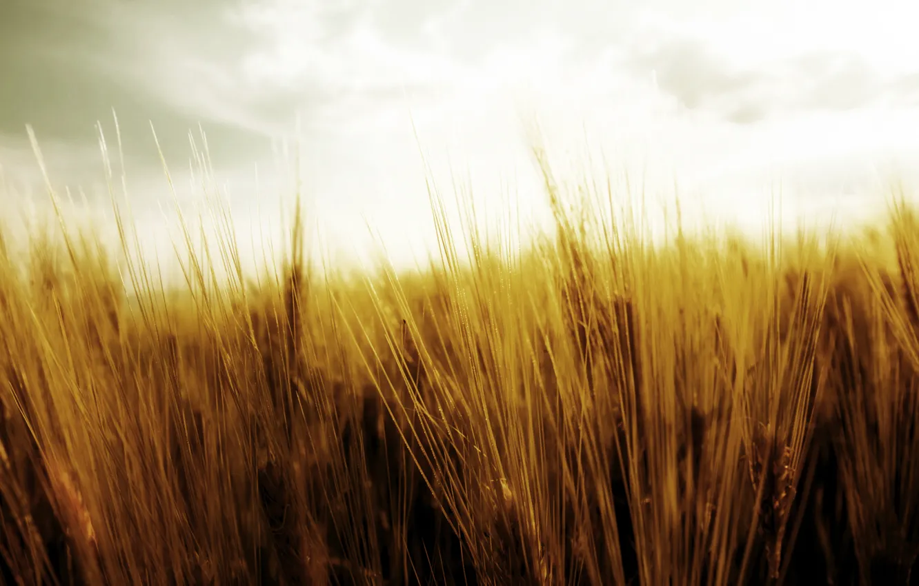 Фото обои пшеница, поле, небо, природа, урожай, колоски, колосья, жатва