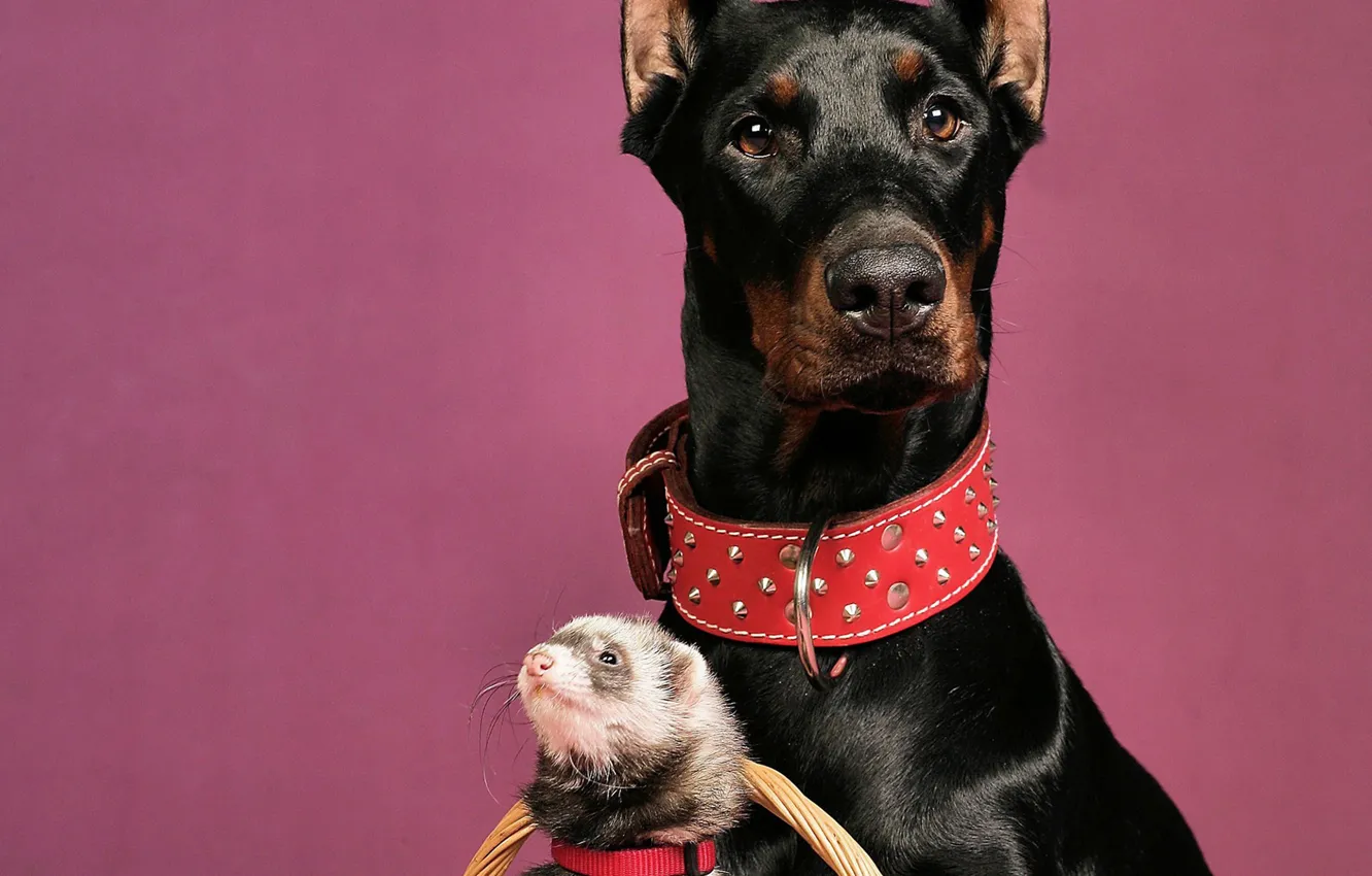 Фото обои Собака, доберман, хорёк, красный ошейник