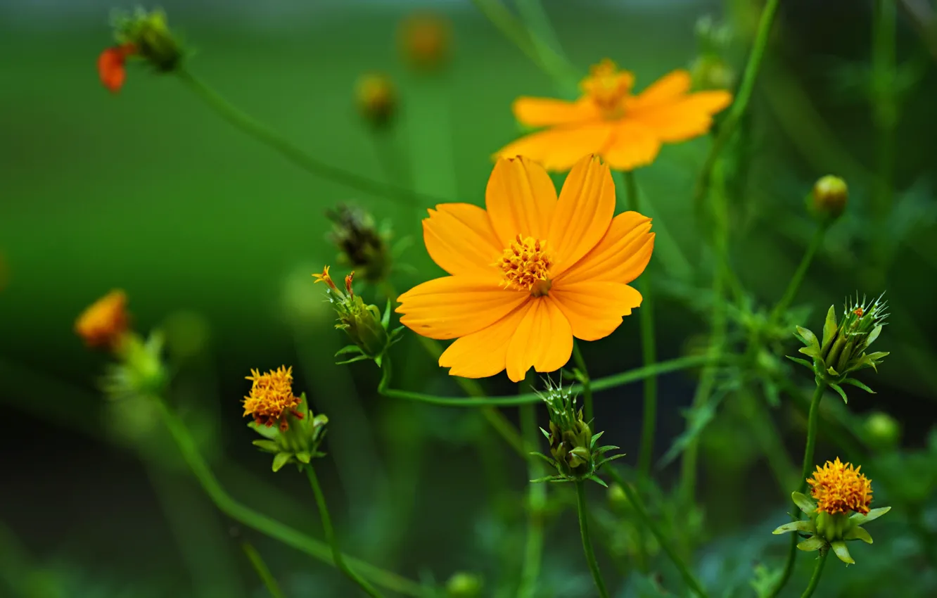 Фото обои лето, цветы, желтые, оранжевые, зеленый фон, боке, космеи