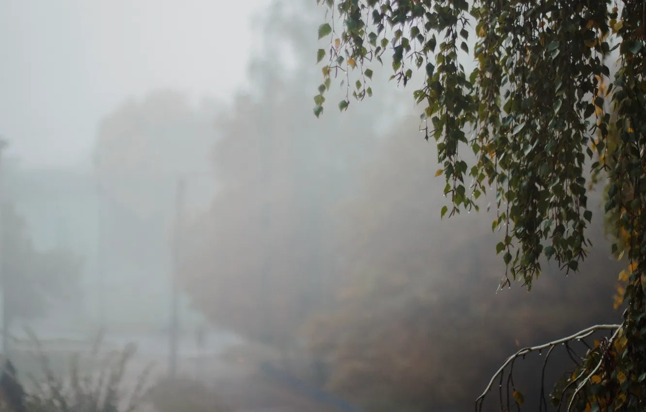 Фото обои листья, туман, дерево, минимализм, утро, береза, утренний туман