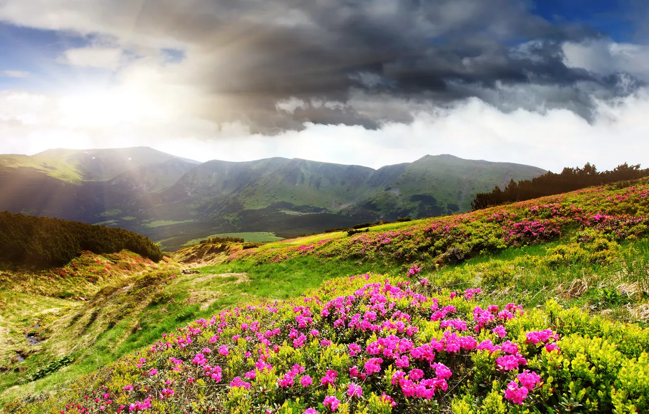 Фото обои цветы, горы, тучи, долина, лучи солнца, луга, азалия