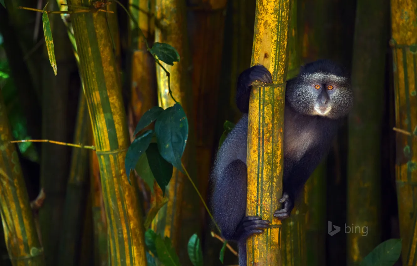 Фото обои Африка, Кения, Kakamega Forest Reserve, синяя обезьяна