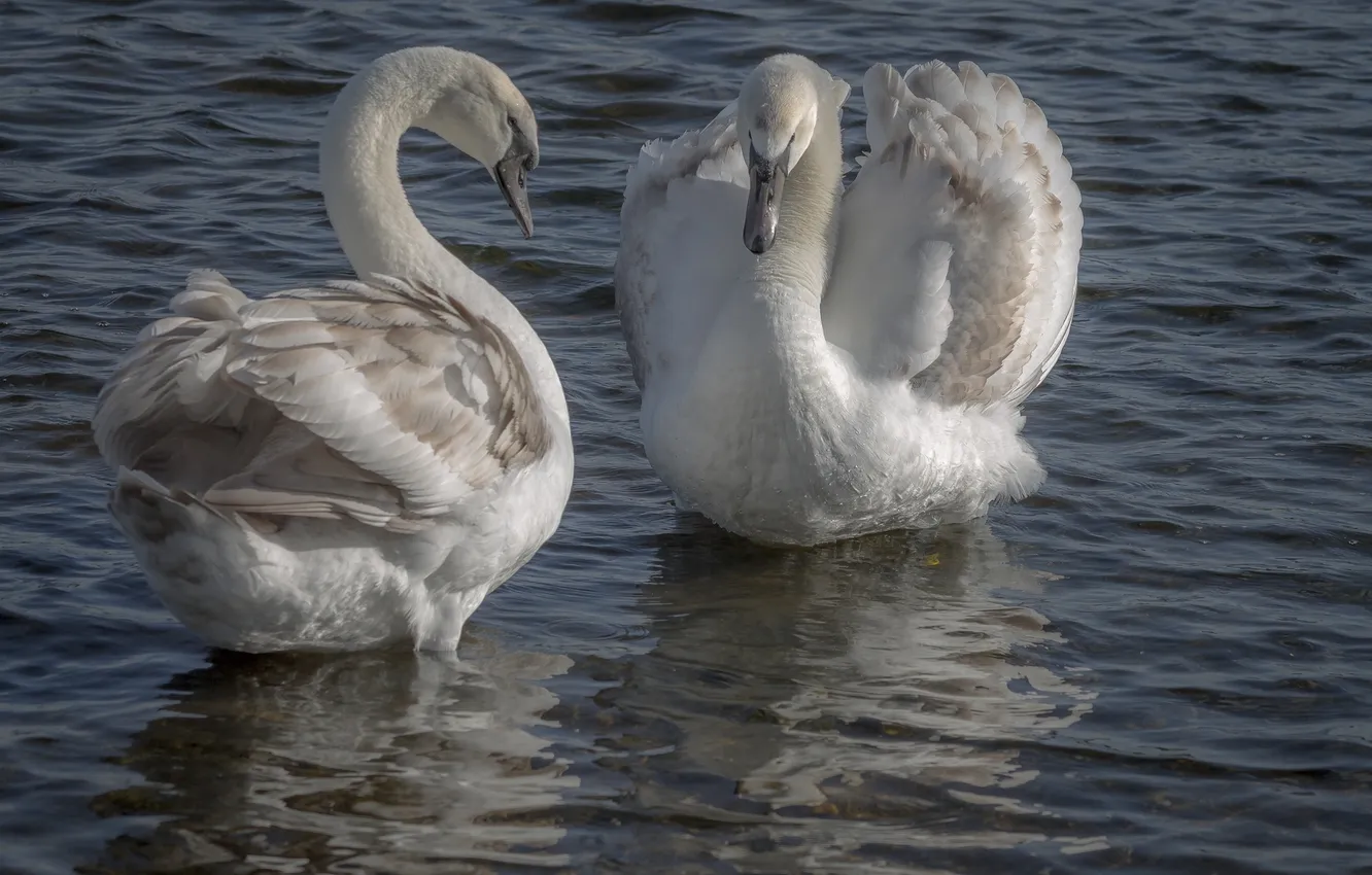 Фото обои озеро, the lake, Swan pair, лебединая пара