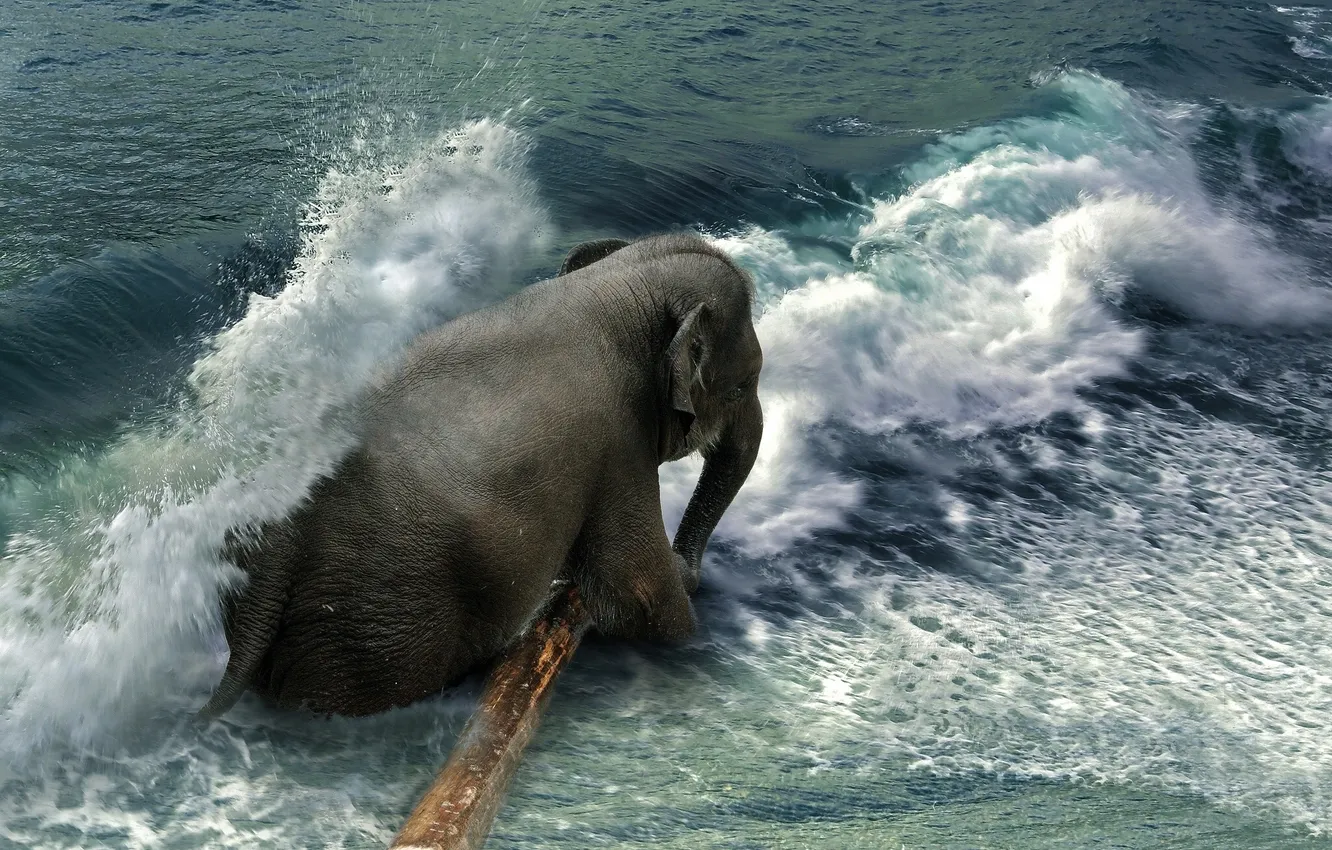 Фото обои море, волна, слон, бревно