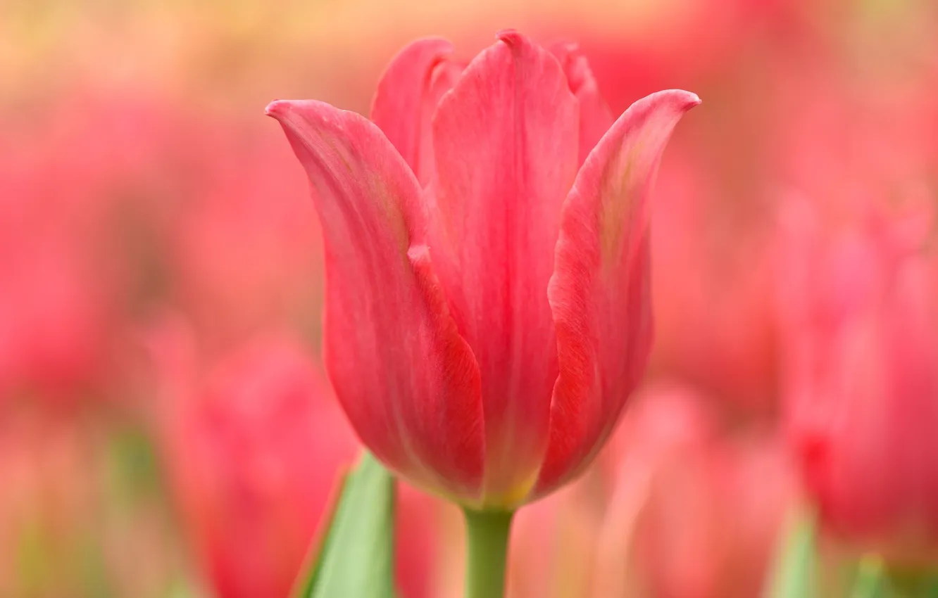 Фото обои макро, краски, тюльпан, весна, лепестки