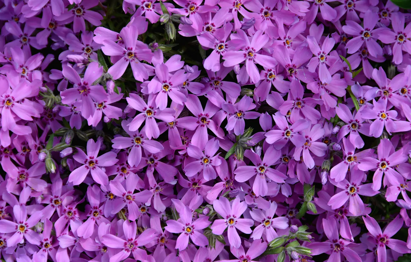 Фото обои цветы, фиолетовые, Flowers, purple