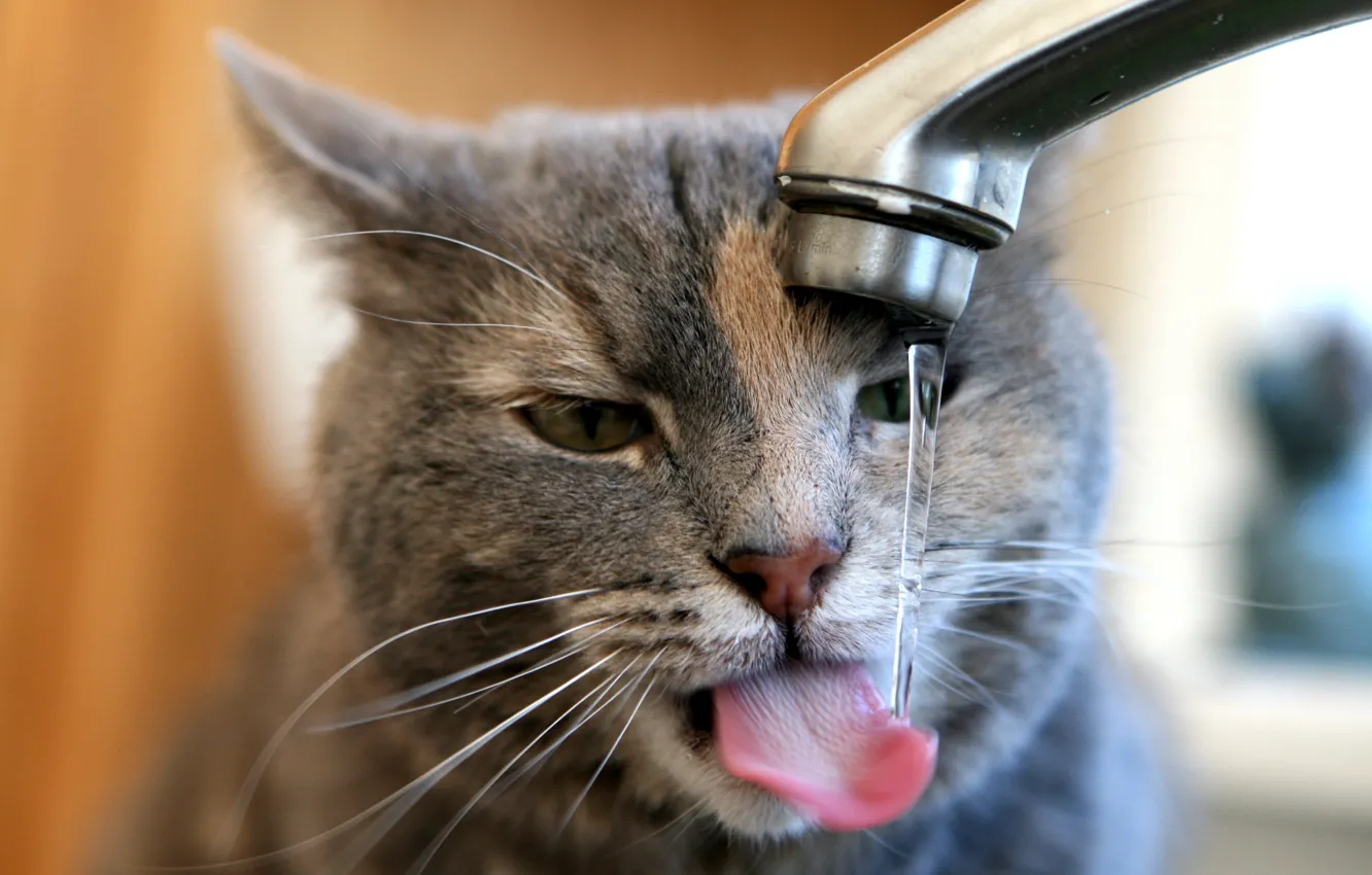 Фото обои кран, льётся вода, кот утоляет жажду
