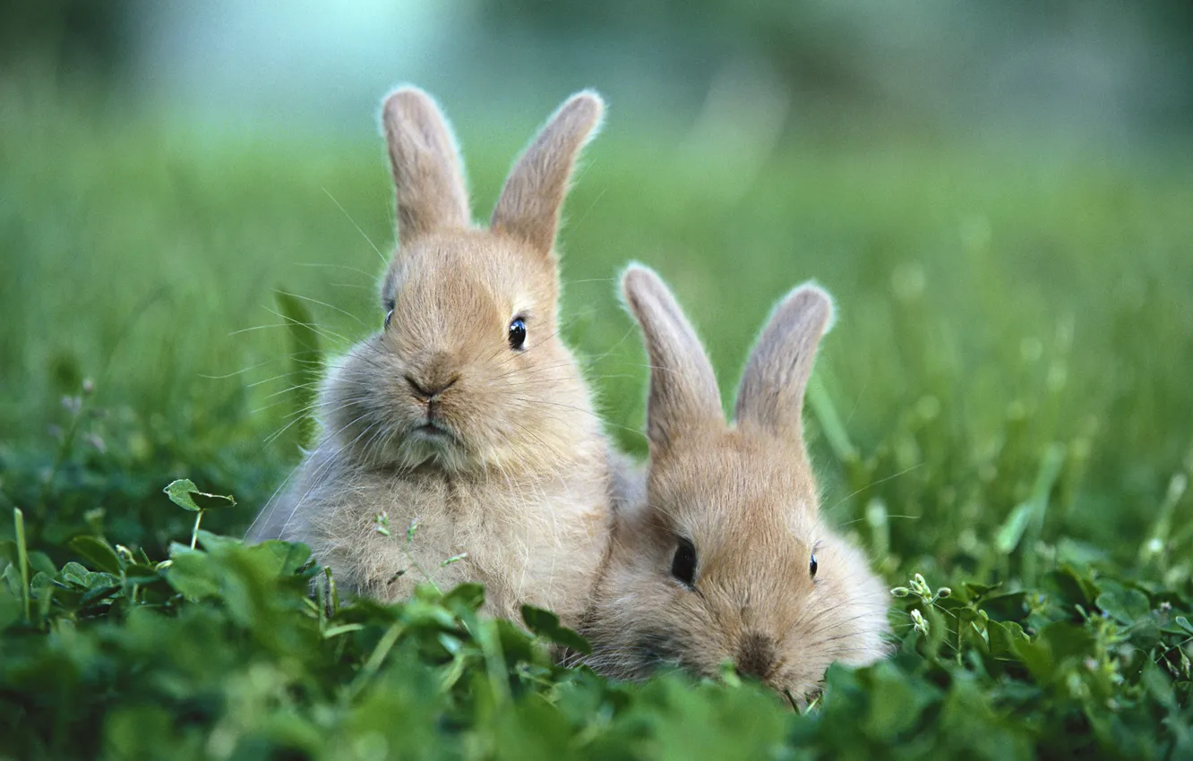Фото обои трава, поляна, кролики