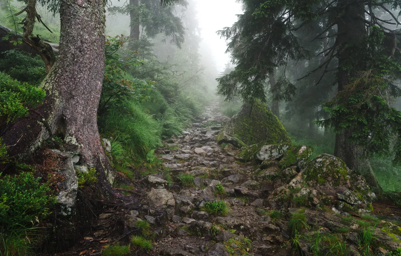 Фото обои дорога, лес, туман