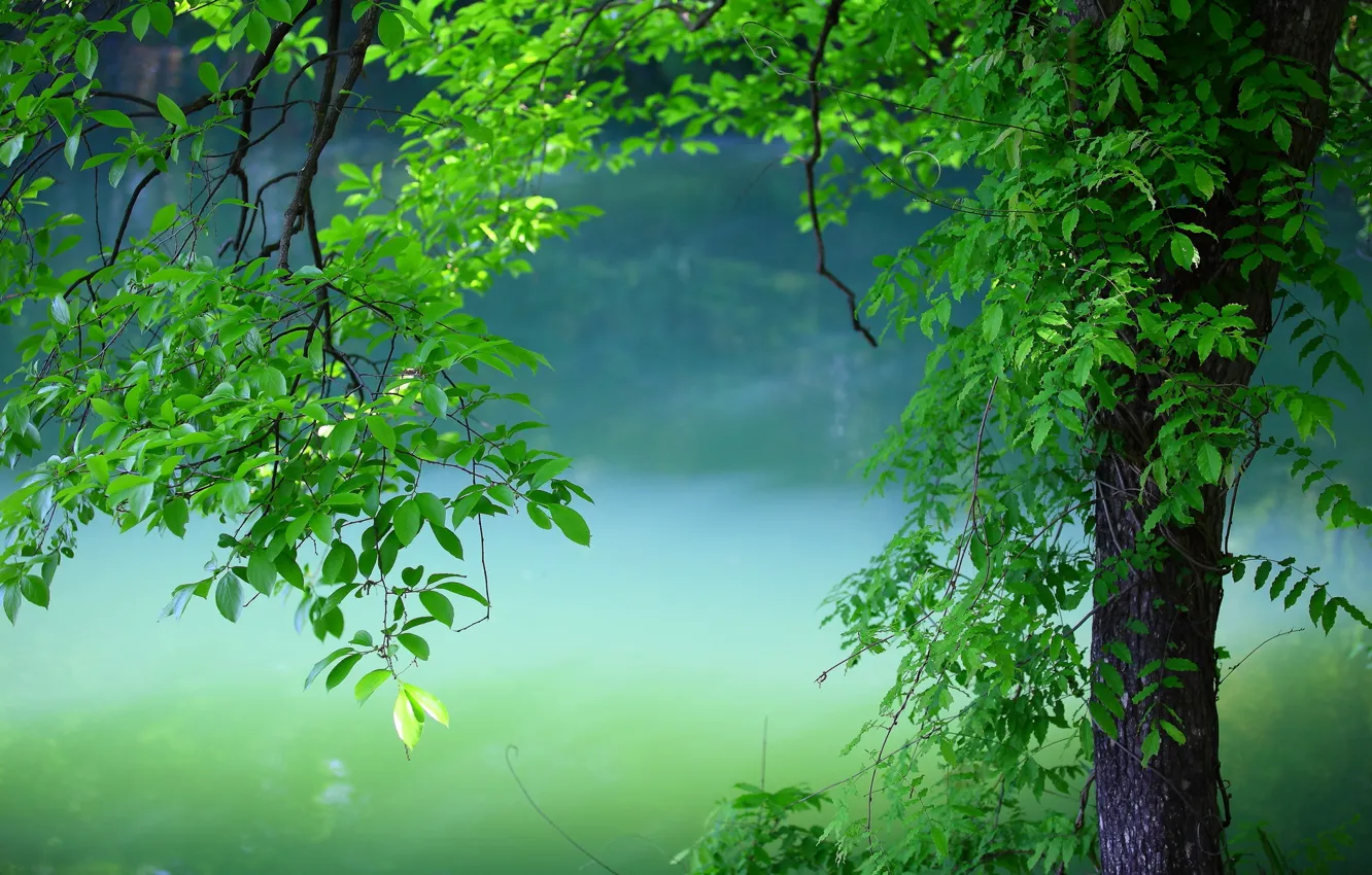 Фото обои зелень, лето, ветки, дерево