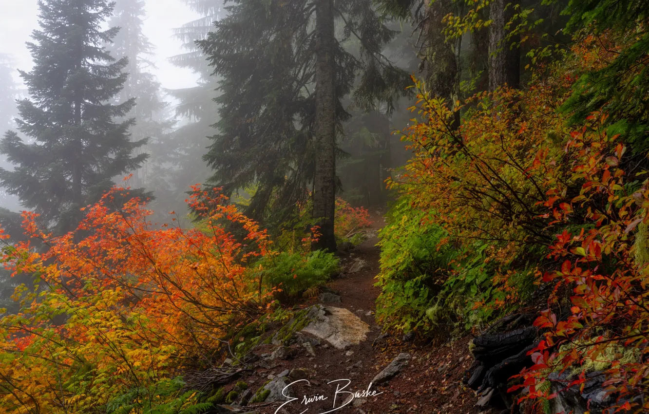 Фото обои осень, лес, деревья, природа, туман, тропинка, кустарники
