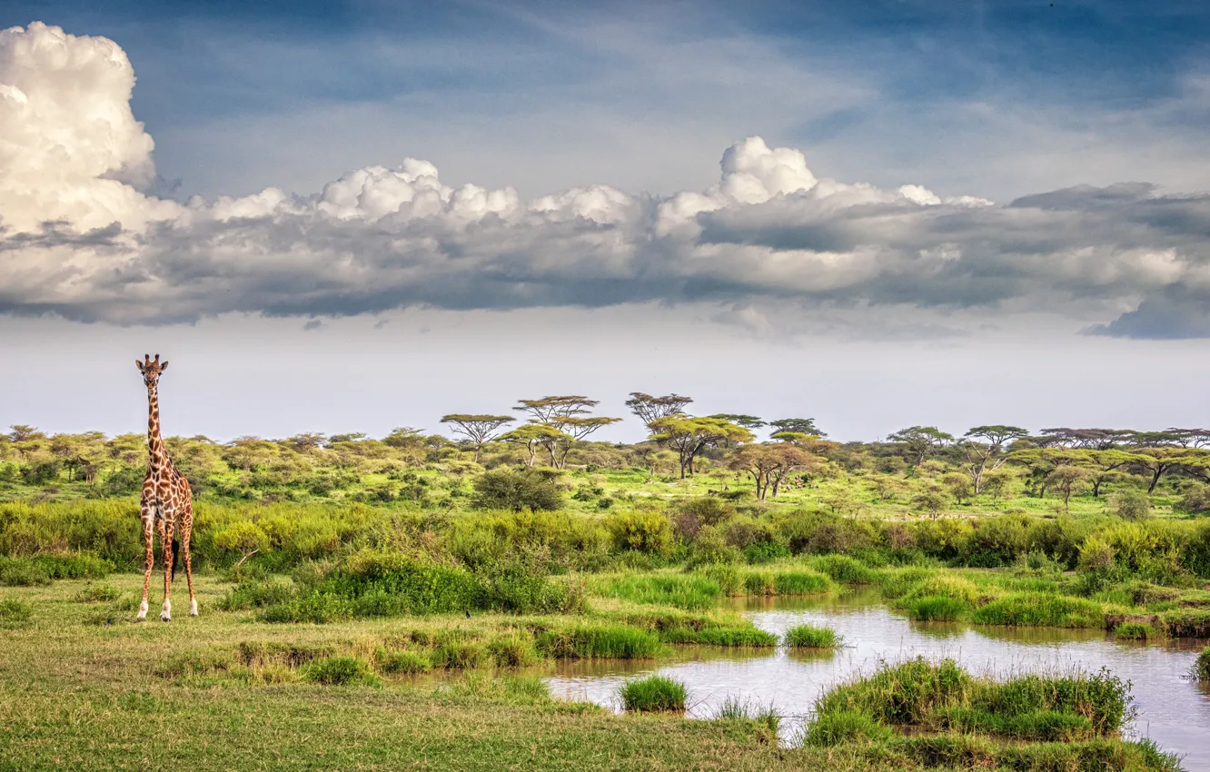 Фото обои облака, озеро, жираф, саванна, clouds, lake, giraffe, savannah