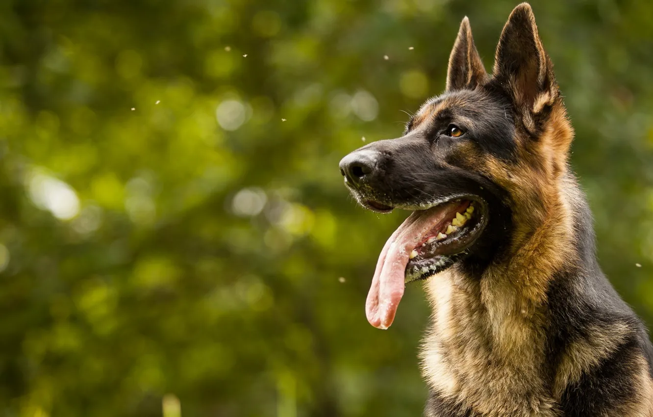 Фото обои взгляд, друг, собака