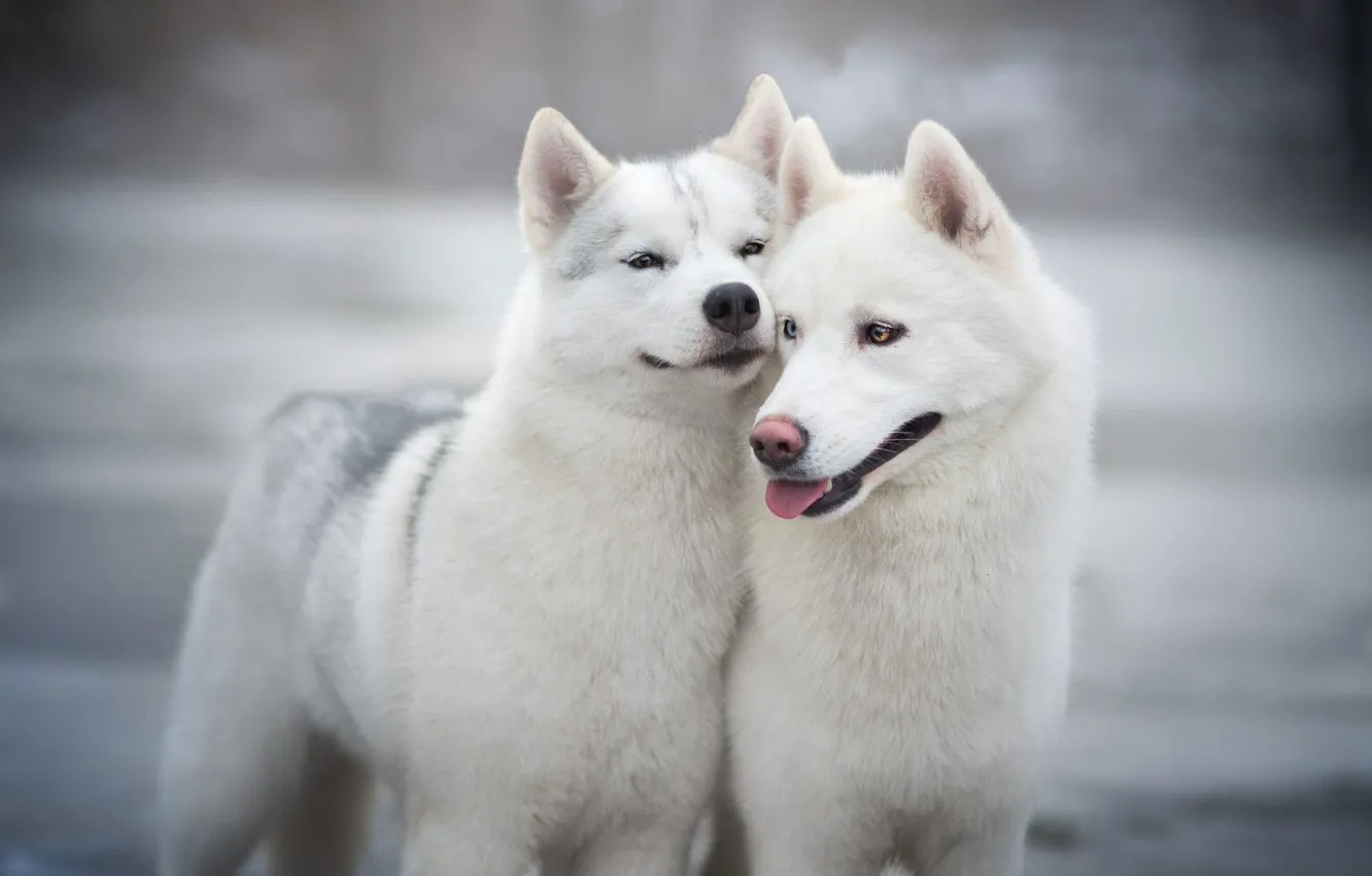Фото обои зима, язык, собаки, глаза, взгляд, снег, улыбка, серый