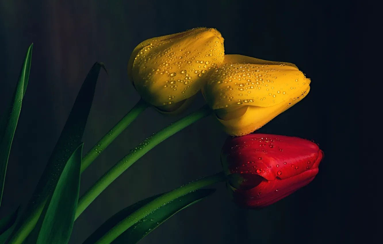 Фото обои капли, тюльпаны, бутоны