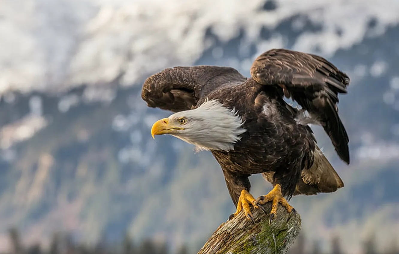 Фото обои Launch, Bald Eagle, white and brown eagle, eagle - Bird, wildlif.