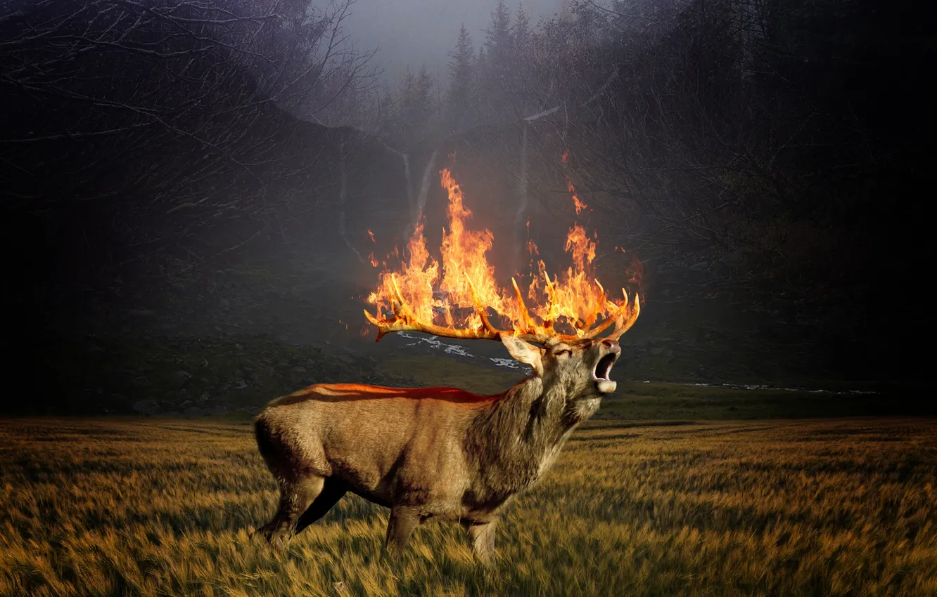 Фото обои horns, animals, deer, flames